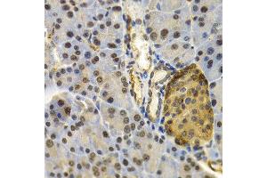 Immunohistochemistry of paraffin-embedded mouse pancreas using UBD antibody at dilution of 1:200 (400x lens). (UBD anticorps)