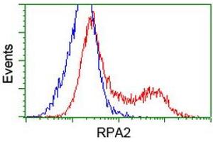 Image no. 10 for anti-Replication Protein A2, 32kDa (RPA2) antibody (ABIN1500736) (RPA2 anticorps)
