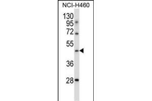 TLE6 antibody  (N-Term)