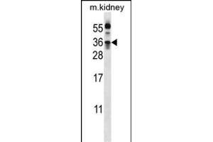 KLK8 Antibody  (ABIN652199 and ABIN2840745) western blot analysis in mouse kidney tissue lysates (35 μg/lane). (Kallikrein 8 anticorps  (AA 143-172))