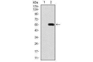 Image no. 2 for anti-Pancreatic and Duodenal Homeobox 1 (PDX1) antibody (ABIN1500143) (PDX1 anticorps)