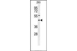 Western blot analysis of Syntaxin 1A / STX1A Antibody (N-term) in 293 cell line lysates (35ug/lane). (STX1A anticorps  (N-Term))