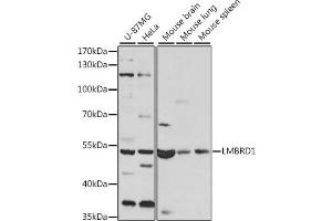 Western blot analysis of extracts of various cell lines, using LMBRD1 antibody (ABIN7268291) at 1:1000 dilution. (LMBRD1 anticorps  (AA 220-300))