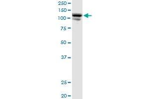 CC2D1A MaxPab polyclonal antibody.