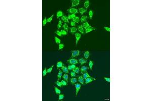 Immunofluorescence analysis of U2OS cells using RASGRP3 antibody.