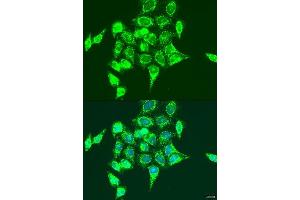 Immunofluorescence analysis of U2OS cells using RASGRP3 antibody.