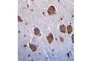 Immunohistochemistry analysis in human brain tissue (formalin-fixed, paraffin-embedded) using NT5DC4  Antibody , followed by peroxidase conjugation of the secondary antibody and DAB staining. (NT5DC4 anticorps  (Middle Region))