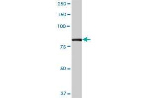 PFKP MaxPab polyclonal antibody. (PFKP anticorps  (AA 1-784))
