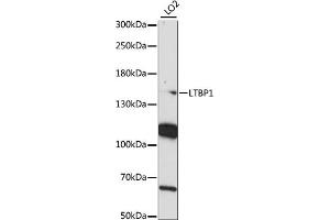 Western blot analysis of extracts of LO2 cells, using LTBP1 antibody (ABIN7268189) at 1:1000 dilution. (LTBP1 anticorps  (AA 1290-1540))