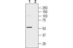 Western blot analysis of human SH-SY5Y neuroblastoma cell lysate:1.