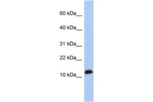 Western Blotting (WB) image for anti-Ribosomal Protein L30 (RPL30) antibody (ABIN2463956) (RPL30 anticorps)