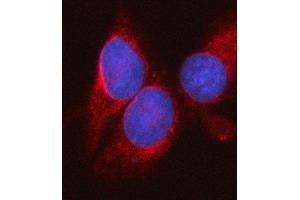 IF analysis of SYT16 using anti-SYT16 antibody (ABIN7599425). (SYT16 anticorps  (AA 1-474))