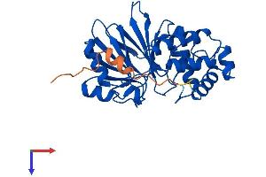 AlphaFold protein structure predicition of Mouse Recombinant Haghl Protein, UniprotID Q9DB32
