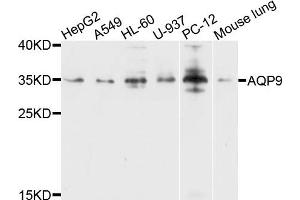 Western blot analysis of extracts of various cells, using AQP9 antibody. (AQP9 anticorps)