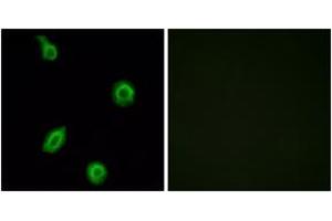 Immunofluorescence analysis of HuvEc cells, using HTR5B Antibody. (HTR5B anticorps  (AA 280-329))
