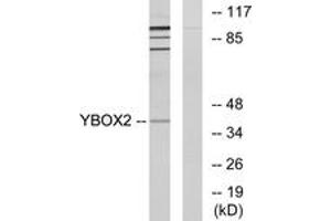 Western blot analysis of extracts from COLO205 cells, using YBOX2 Antibody. (YBX2 anticorps  (AA 281-330))