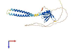 AlphaFold protein structure predicition of Mouse Recombinant Plekha3 Protein, UniprotID Q9ERS4