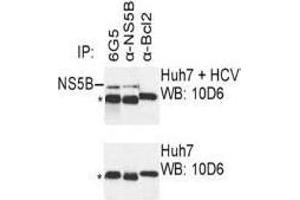 Western Blotting (WB) image for anti-Hepatitis C Virus NS5 (HCV NS5) (AA 77-86) antibody (ABIN781781) (HCV NS5 anticorps  (AA 77-86))