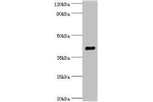 Western blot All lanes: Endophilin-B1 antibody at 2 μg/mL + Mouse kidney tissue Secondary Goat polyclonal to rabbit IgG at 1/10000 dilution Predicted band size: 41, 44, 30 kDa Observed band size: 41 kDa (SH3GLB1 anticorps  (AA 1-365))