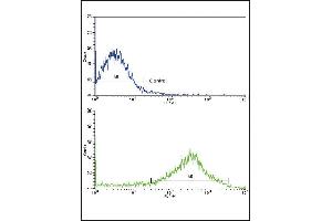 Flow cytometric analysis of NCI- cells using OPRS1 Antibody (N-term)(bottom histogram) compared to a negative control cell (top histogram).