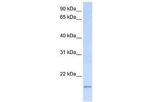 C20ORF30 antibody used at 1 ug/ml to detect target protein. (C20orf30 anticorps  (C-Term))