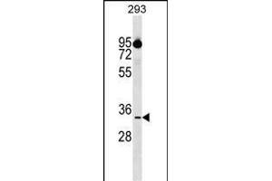 CIIN1 Antibody (Center) 17300c western blot analysis in 293 cell line lysates (35 μg/lane). (CIAPIN1 anticorps  (AA 81-108))