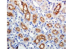 IHC-P: Connexin 32 antibody testing of rat kidney tissue