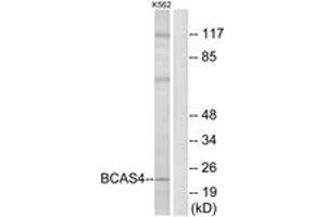 Western blot analysis of extracts from K562 cells, using BCAS4 Antibody. (BCAS4 anticorps  (AA 31-80))