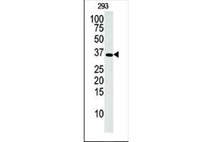 Western blot analysis of anti-hDGUOK-M1 Pab (ABIN391122 and ABIN2841249) in 293 cell line lysate (35 μg/lane). (Deoxyguanosine Kinase anticorps  (N-Term))