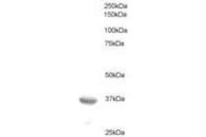 Image no. 1 for anti-B-Cell CLL/lymphoma 7A (BCL7A) (AA 219-231) antibody (ABIN293908) (BCL7A anticorps  (AA 219-231))