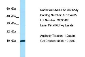 Western Blotting (WB) image for anti-NADH Dehydrogenase (Ubiquinone) 1 alpha Subcomplex, 1, 7.5kDa (NDUFA1) (N-Term) antibody (ABIN2789932) (NDUFA1 anticorps  (N-Term))