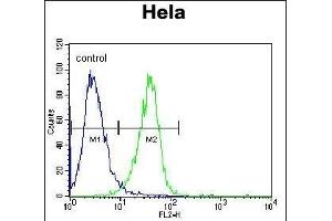 RAF1 Antibody (N-term) (ABIN392261 and ABIN2841943) flow cytometric analysis of Hela cells (right histogram) compared to a negative control cell (left histogram). (RAF1 anticorps  (N-Term))