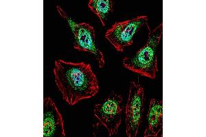 Fluorescent confocal image of Hela cell stained with TFE3 Antibody (N-term) (ABIN1538859 and ABIN2849812). (TFE3 anticorps  (N-Term))