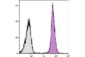 Goat anti-Rat Ig (Heavy & Light Chain) antibody (Texas Red (TR))