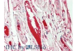 IHC-P analysis of Human Intestine Tissue, with HE staining. (FGA anticorps  (AA 124-214))