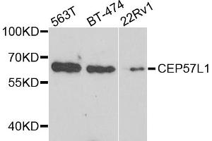 Western blot analysis of extracts of various cell lines, using CEP57L1 antibody.