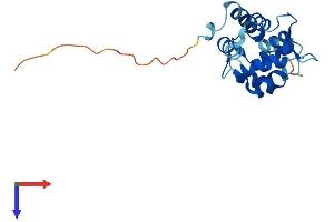 AlphaFold protein structure predicition of Mouse Recombinant Myl7 Protein, UniprotID Q9QVP4