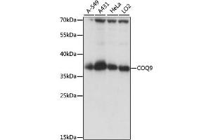 Western blot analysis of extracts of various cell lines, using COQ9 antibody. (COQ9 anticorps)