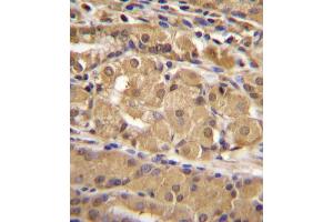 IRF9 Antibody (N-term) (ABIN655818 and ABIN2845242) immunohistochemistry analysis in formalin fixed and paraffin embedded human stomach tissue followed by peroxidase conjugation of the secondary antibody and DAB staining.