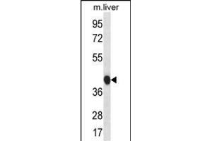 BEND7 Antibody (C-term) (ABIN656703 and ABIN2845935) western blot analysis in mouse liver tissue lysates (35 μg/lane).