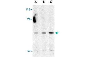 Western blot analysis of ATG7 in Caco-2 cell lysate with ATG7 polyclonal antibody  at (A) 0. (ATG7 anticorps  (C-Term))