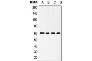 Western blot analysis of HSP60 expression in HeLa (A), NIH3T3 (B), KNRK (C), L929 (D) whole cell lysates. (HSPD1 anticorps  (C-Term))