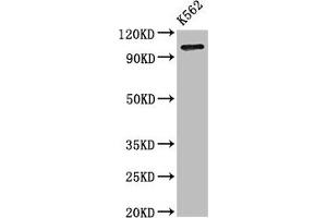 Western Blot Positive WB detected in: K562 whole cell lysate All lanes: ERAP1 antibody at 3. (ERAP1 anticorps  (AA 642-941))