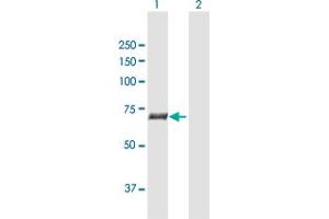 Western Blot analysis of SLC27A5 expression in transfected 293T cell line by SLC27A5 MaxPab polyclonal antibody. (SLC27A5 anticorps  (AA 1-690))