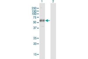 Western Blot analysis of FCGR1A expression in transfected 293T cell line by FCGR1A MaxPab polyclonal antibody.