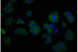 Immunofluorescence staining of HepG2 cells with ABIN7144304 at 1:200, counter-stained with DAPI. (Anoctamin 2 anticorps  (AA 1-83))