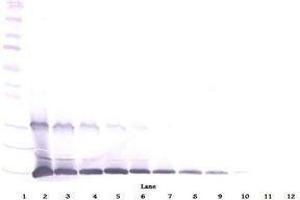 Image no. 1 for anti-Interleukin 9 (IL9) antibody (ABIN465833) (IL-9 anticorps)