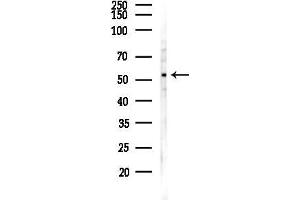 Western blot analysis of lysates from Mouse testis, using HNF-6 Antibody at 1/1000 dilution.