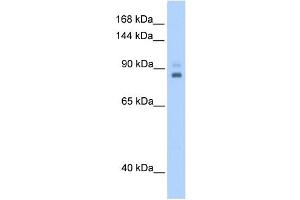 TPX2 antibody used at 0. (TPX2 anticorps)