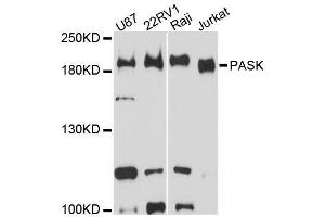 Western blot analysis of extracts of various cell lines, using PASK antibody (ABIN5996617) at 1:3000 dilution. (PASK anticorps)